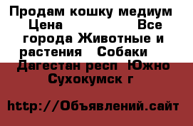 Продам кошку медиум › Цена ­ 6 000 000 - Все города Животные и растения » Собаки   . Дагестан респ.,Южно-Сухокумск г.